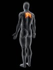 Абстрактная мужская фигура с подробными ромбовидными мышцами, компьютерная иллюстрация
. — стоковое фото