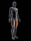 Figura masculina abstracta con músculo recto femoral detallado, ilustración digital
. - foto de stock