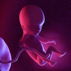 Human fetus at week 14, multicolored digital illustration. — Stock Photo