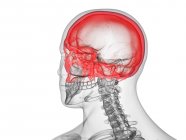 Silueta masculina transparente con huesos de cráneo de colores, ilustración por computadora . - foto de stock