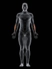 Мужское тело с видимым цветным Extensor carpi радиалис короткая мышца, компьютерная иллюстрация
. — стоковое фото