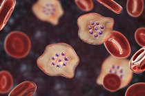 Plasmodium ovale protozoos parásitos y glóbulos rojos en flujo, ilustración por ordenador . - foto de stock