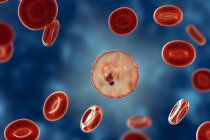 Plasmodium malariae protozoário e glóbulos vermelhos no vaso sanguíneo, ilustração computadorizada
. — Fotografia de Stock