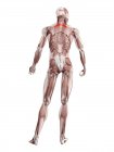 Figura masculina física com músculo Rhomboid menor detalhado, ilustração digital . — Fotografia de Stock