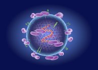 Particule du virus de l'encéphalite transmise par les tiques, illustration numérique . — Photo de stock