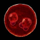 Protozoário Plasmodium falciparum cell, agente causador da malária tropical, ilustração digital . — Fotografia de Stock