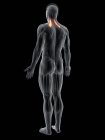 Абстрактное мужское тело с подробным леватором лопаточной мышцы, компьютерная иллюстрация
. — стоковое фото