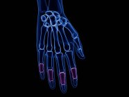 Мужской скелет руки с видимыми средними фалангами, компьютерная иллюстрация . — стоковое фото
