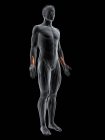 Figura masculina abstracta con músculo largo Flexor pollicis detallado, ilustración digital
. - foto de stock