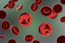 Plasmodium malariae protozoaires dans les vaisseaux sanguins, illustration par ordinateur . — Photo de stock