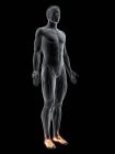 Figura masculina con músculos de los pies resaltados, ilustración digital . - foto de stock