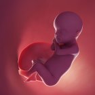 Fœtus humain réaliste à la semaine 30, illustration par ordinateur . — Photo de stock