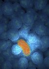 Illustrazione computerizzata del batterio circondato da globuli bianchi neutrofili. — Foto stock