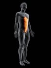 Figura masculina abstracta con músculo recto abdominal detallado, ilustración digital . - foto de stock