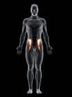 Cuerpo masculino abstracto con músculo íaco detallado, ilustración por computadora
. - foto de stock