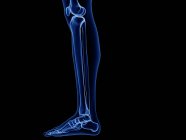 Кістки нижньої ноги в рентгенівській комп'ютерній ілюстрації людського тіла . — стокове фото