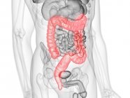 Figura masculina abstrata mostrando intestino grosso colorido, ilustração do computador . — Fotografia de Stock