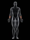 Male body with visible colored Abductor pollicis longus muscle, computer illustration. — Stock Photo