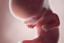 Foetus humain réaliste à la semaine 11, illustration par ordinateur . — Photo de stock