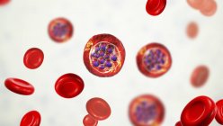 Plasmodium vivax protozoos y glóbulos rojos, ilustración digital . - foto de stock