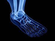 Digital x-ray illustration of bones of human foot. — Stock Photo