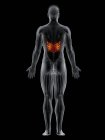 Мужское тело с видимым цветным Serratus задней нижней мышцы, компьютерная иллюстрация
. — стоковое фото