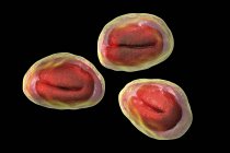 Enterobius vermicularis Fadenwurm-Eier mit Wurmlarven, Erreger von Enterobiasis, Computerillustration. — Stockfoto