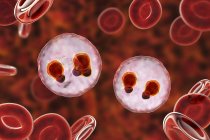 Protozoa plasmodium falciparum, Erreger der tropischen Malaria in roten Blutkörperchen, digitale Illustration. — Stockfoto