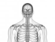 Абстрактний чоловічий силует з видимим верхнім скелетним тілом, комп'ютерна ілюстрація . — стокове фото