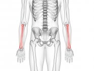 Rayon osseux dans le squelette du corps humain, illustration par ordinateur . — Photo de stock