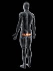 Абстрактное мужское тело с детальной Gemellus мышцы, компьютерная иллюстрация . — стоковое фото