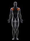 Männlicher Körper mit sichtbarem farbigem Infraspinatus-Muskel, Computerillustration. — Stockfoto