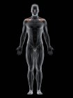 Abstrakter männlicher Körper mit detailliertem Supraspinatus-Muskel, Computerillustration. — Stockfoto