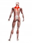Фізична фігура чоловічої статі з детальним м'язами Трапеції, цифрова ілюстрація . — стокове фото