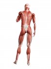 Musculatura masculina en longitud completa, vista trasera, ilustración digital aislada sobre fondo blanco . - foto de stock