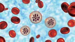 Protozoaires plasmodium vivax et globules rouges, illustration numérique . — Photo de stock