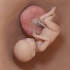 Fœtus humain à la semaine 39, illustration numérique réaliste . — Photo de stock