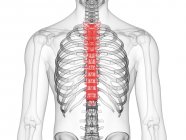 Прозорий чоловічий силует з кольоровим грудним хребтом, комп'ютерна ілюстрація . — стокове фото