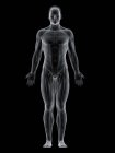 Абстрактное мужское тело с передними мышцами, компьютерная иллюстрация
. — стоковое фото