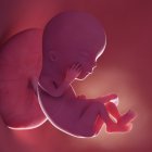 Foetus humain à la semaine 12, illustration numérique réaliste . — Photo de stock