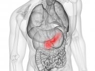 Pâncreas de cor vermelha no corpo humano masculino, ilustração digital
. — Fotografia de Stock