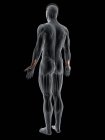 Абстрактное мужское тело с подробным Extensor pollicis длинная мышца, компьютерная иллюстрация
. — стоковое фото