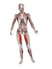 Figura física masculina con músculo Adductor longus detallado, ilustración digital . - foto de stock