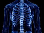 Thorax bones in x-ray digital illustration of human body. — Stock Photo