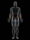 Männlicher Körper mit sichtbarem farbigen Streckmuskel carpi ulnaris, Computerillustration. — Stockfoto