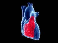 Corazón humano con ventrículo derecho de color, ilustración por computadora . - foto de stock