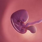 Human fetus at week 7, realistic digital illustration. — Stock Photo