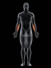 Чоловіче тіло з видимим кольором Flexor carpi ulnaris м'яз, комп'ютерна ілюстрація . — стокове фото