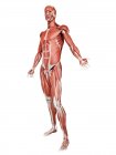 Чоловіча мускулатура в повній довжині, цифрова ілюстрація ізольована на білому тлі . — стокове фото