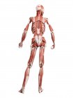 Modello anatomico umano che mostra i muscoli della schiena profonda, illustrazione del computer
. — Foto stock